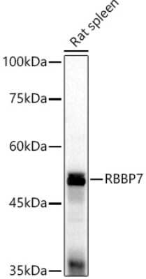 Western Blot: RbAp46 AntibodyAzide and BSA Free [NBP2-94894]